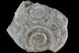Dactylioceras Ammonite Fossil - England #84943-1
